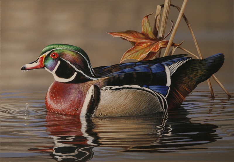 This drake wood duck in full fall plumage is an example of Clifton's recent work that will be on display at his Dec. 11 open house. SOURCE SUBMITTED